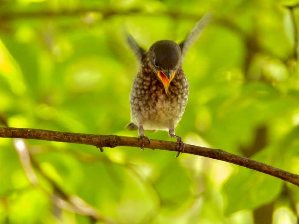 Vogel kuiken vliegt uit