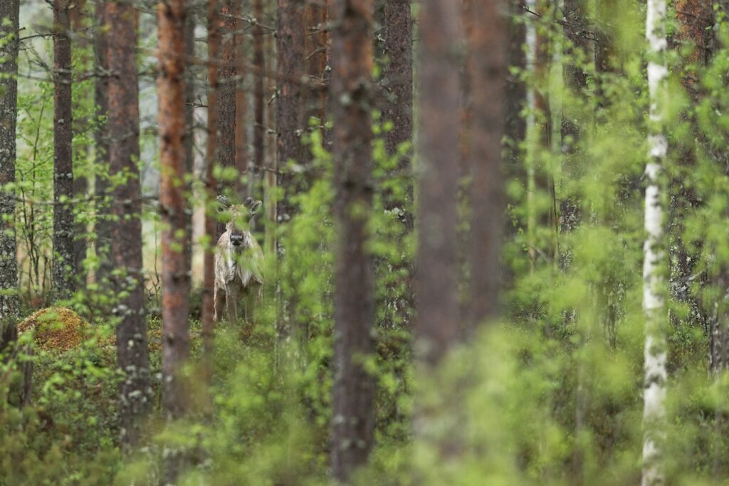 Eland in bossen van Finland