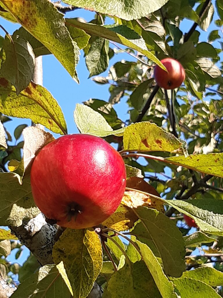 Rode appels in boom